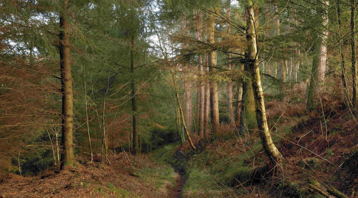 RENDLESHAM-FOREST