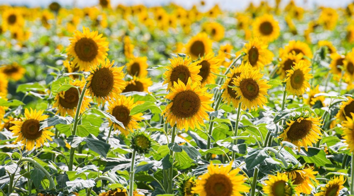 Rougham Sunflowers