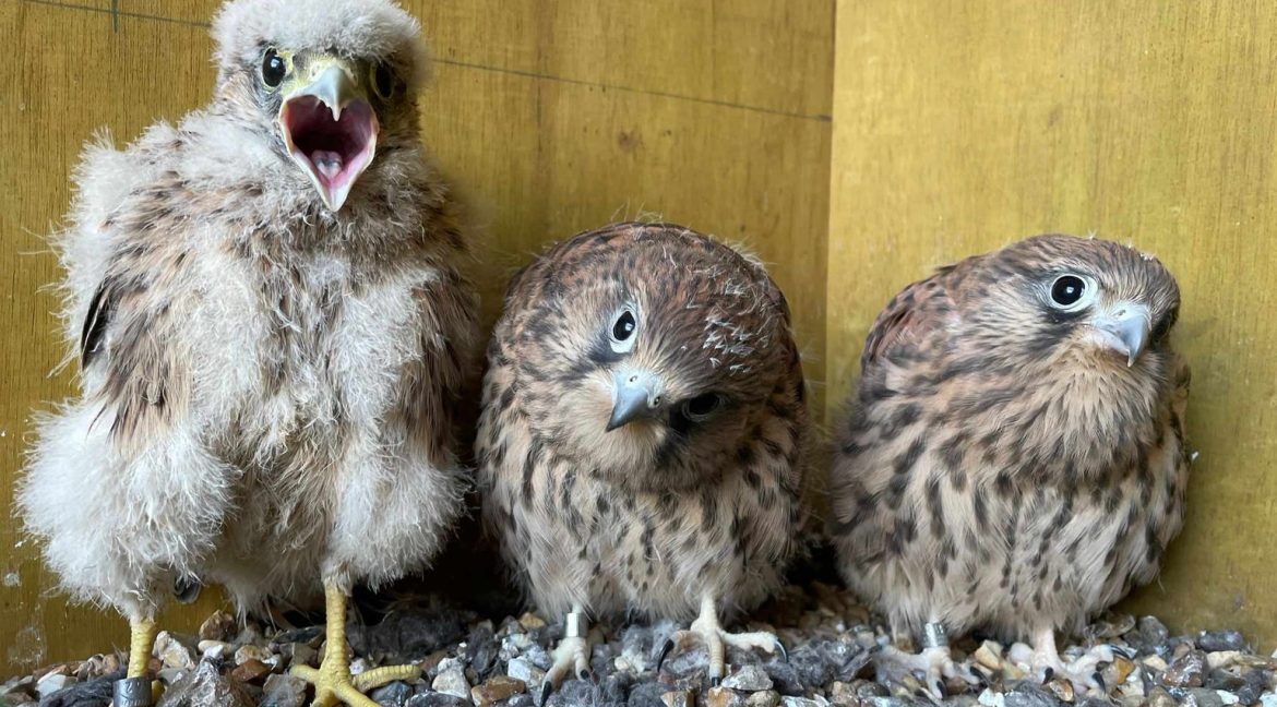 Three young Kestrels